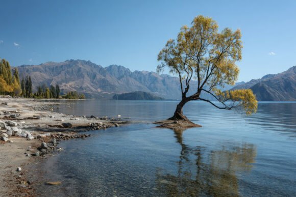 Download Tree with Mountains Background Wallpaper - Wallpaper Collection